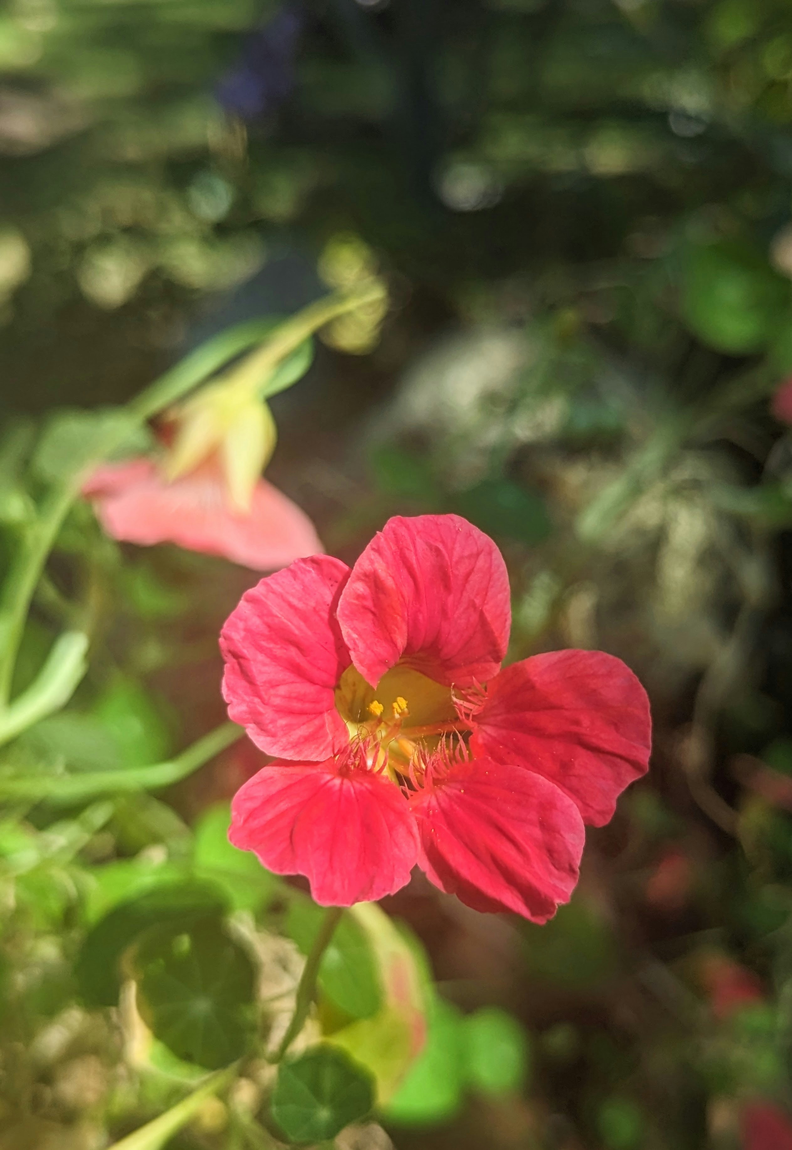 Gros plan d’une fleur rouge dans un champ