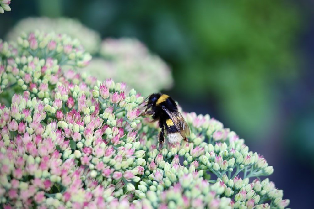 a bee sitting on top of a bunch of flowers