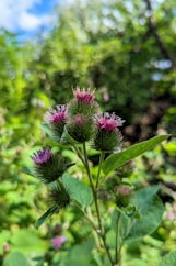 a close up of a purple flower in a field