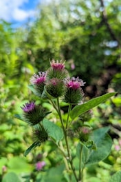 a close up of a purple flower in a field