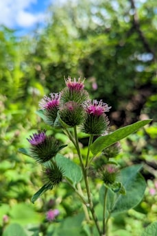 a close up of a purple flower in a field