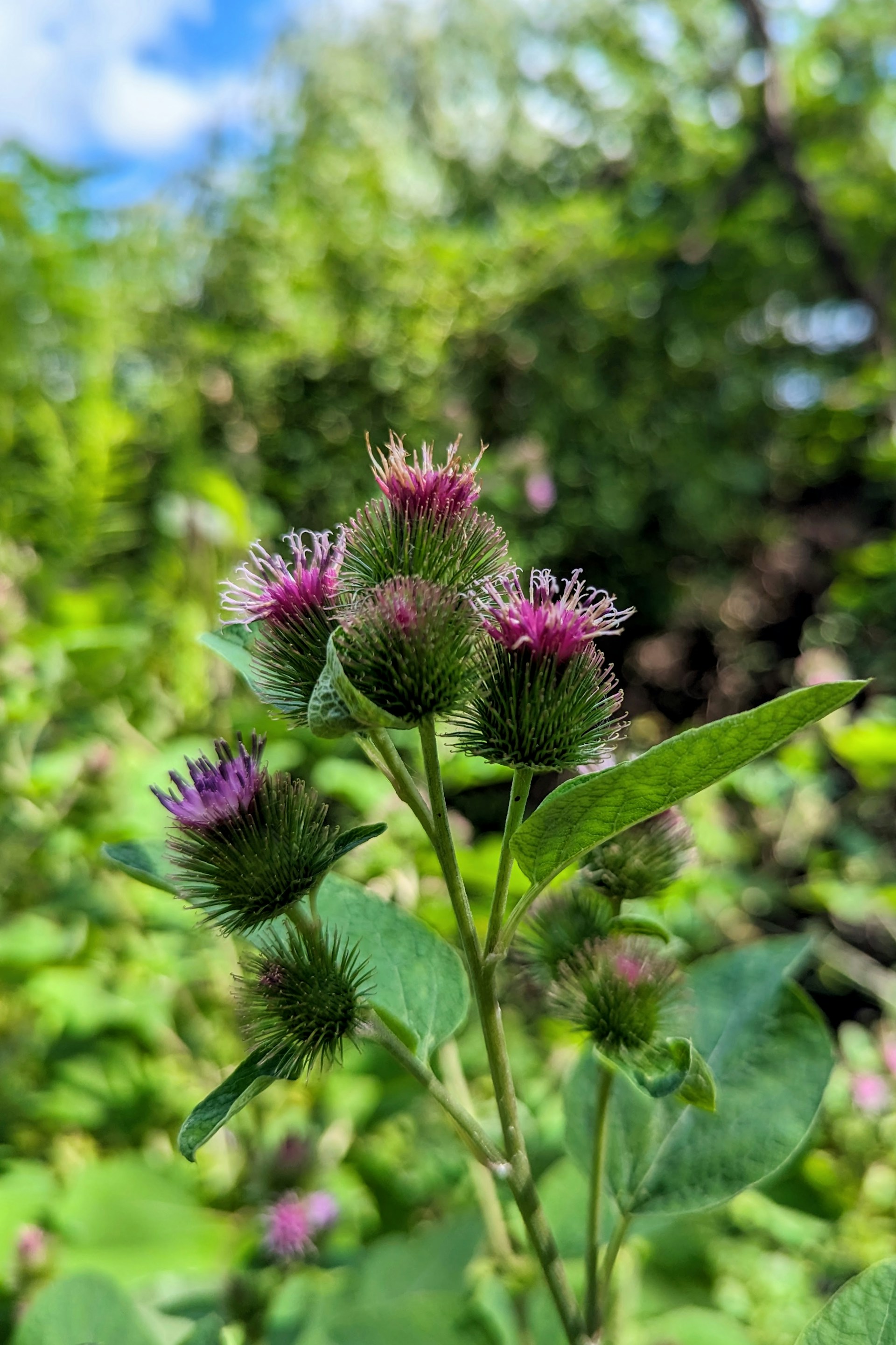 a close up of a purple flower in a field