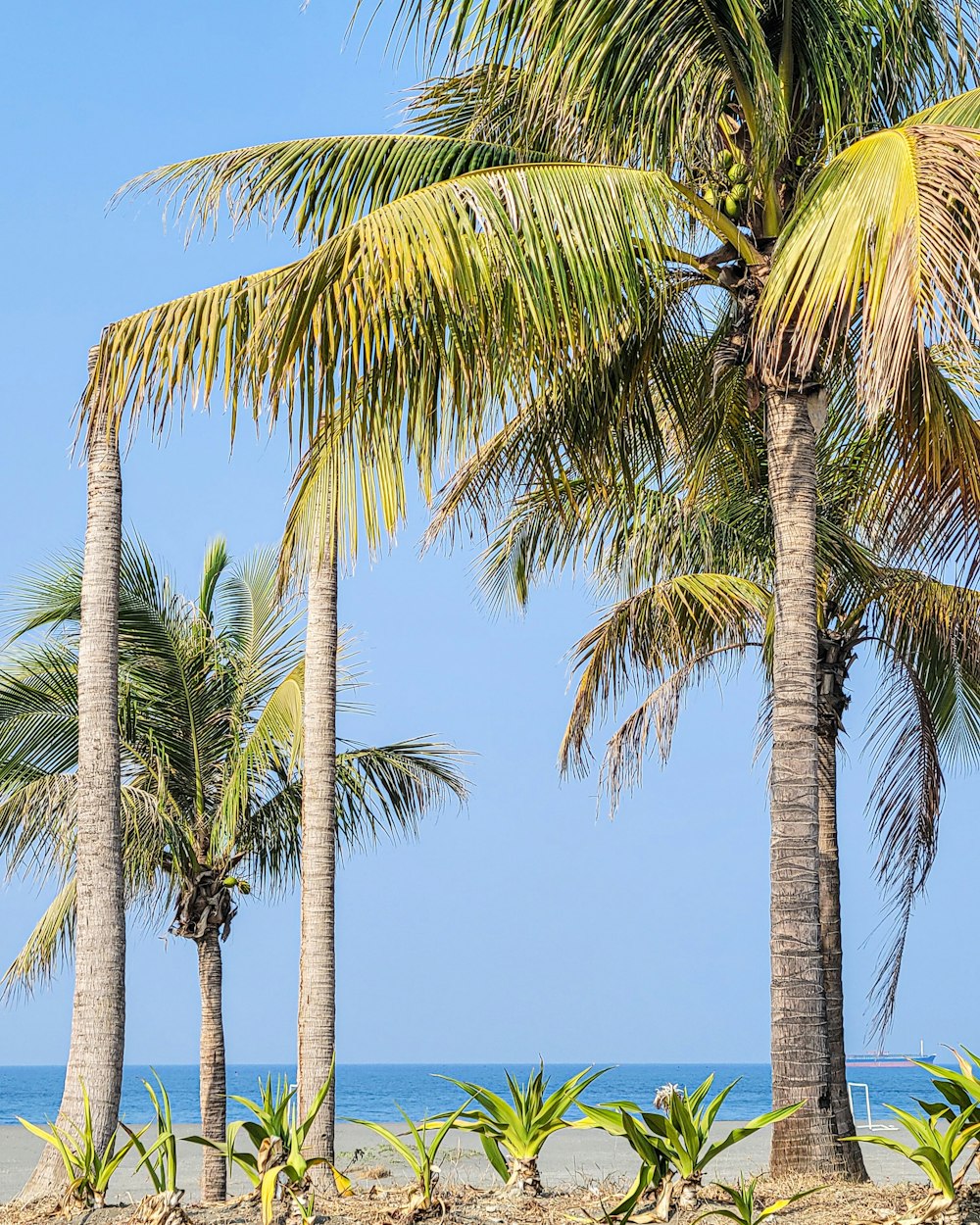 a row of palm trees next to the ocean