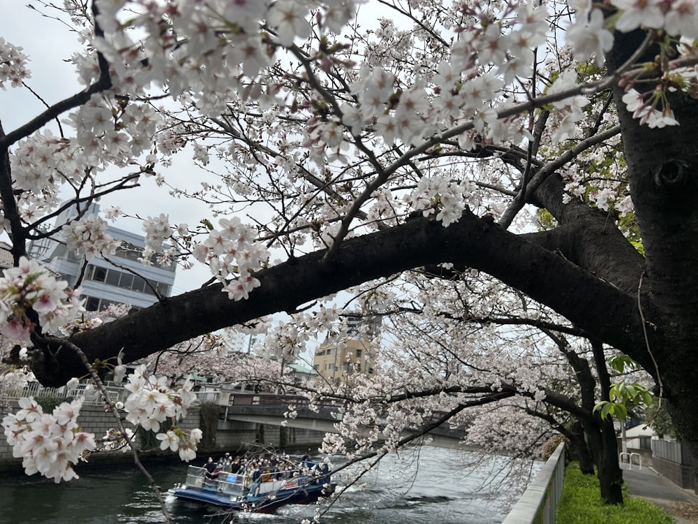 a group of boats floating down a river next to a tree