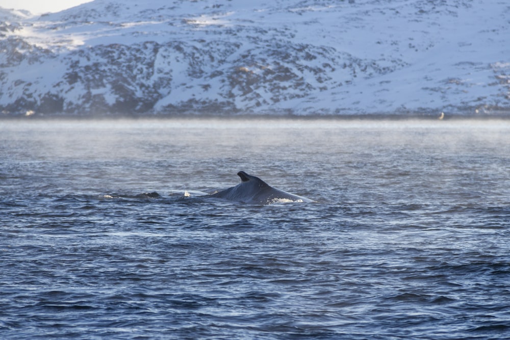 a whale swimming in the ocean with a mountain in the background