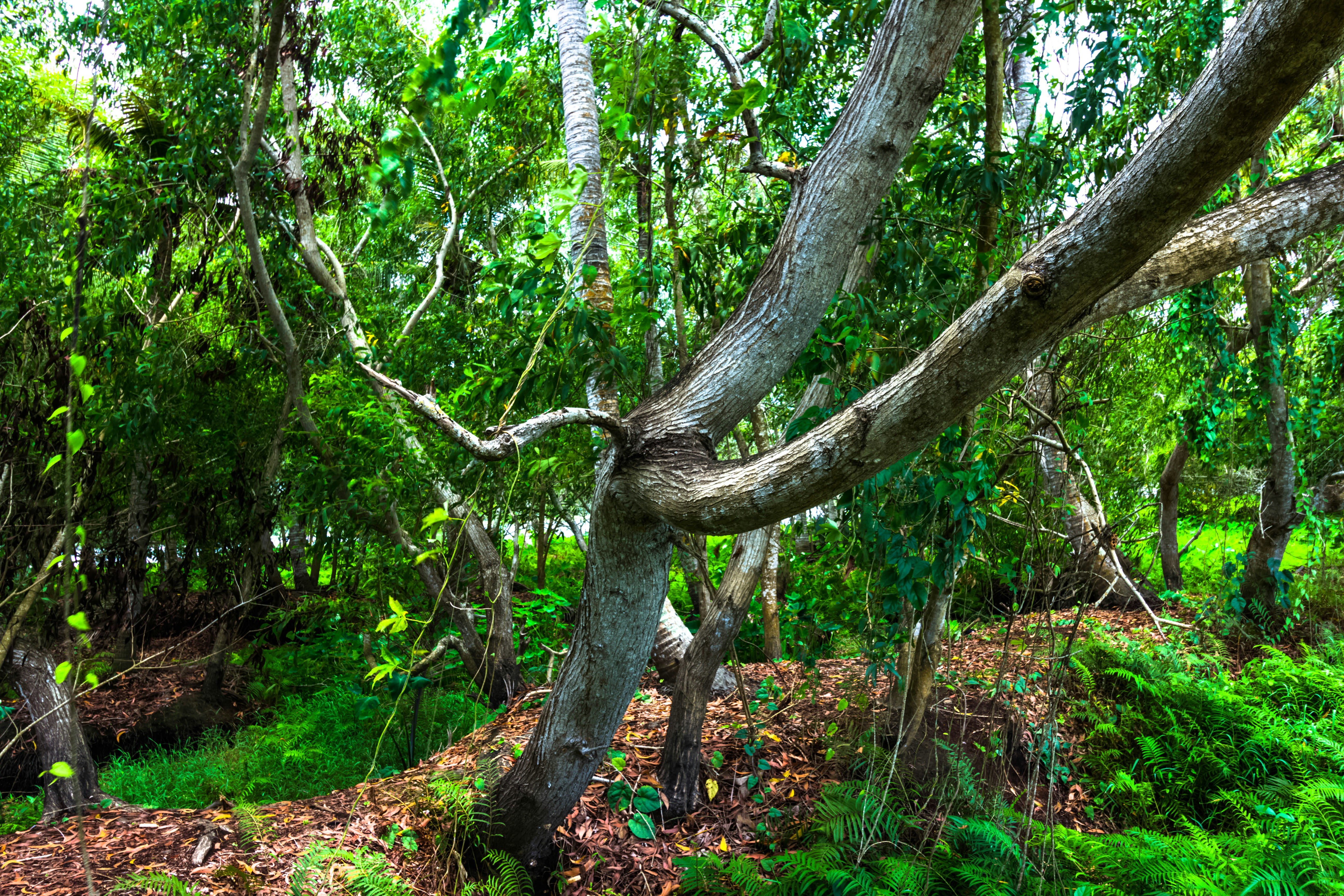 Photo by nithinpurple1