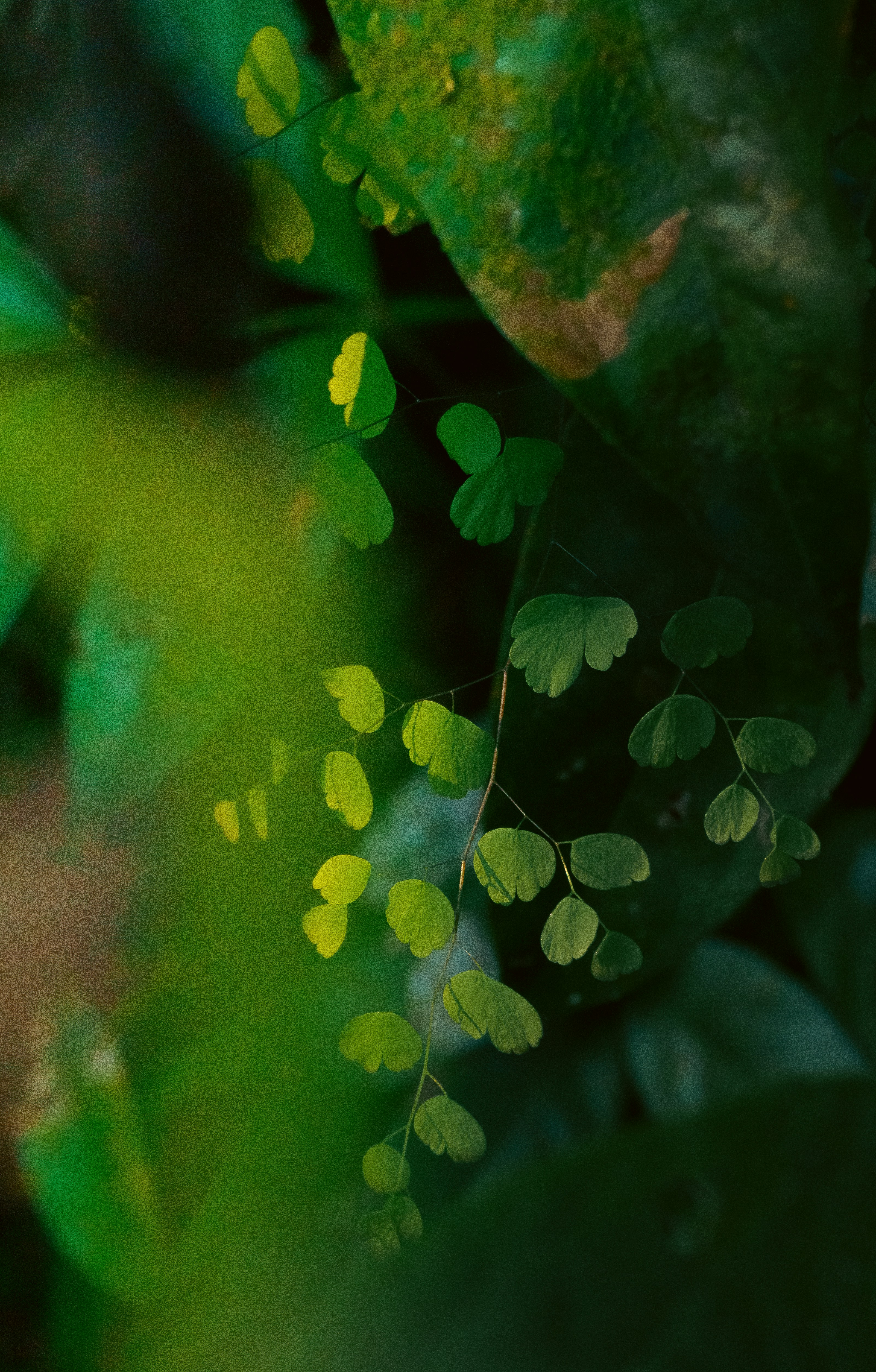 A close up of a plant with green leaves photo – Free Nature Image on ...