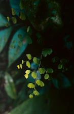 A calming illustration of a soft green tree with leaves shaped like hearts, symbolizing growth and emotional support.