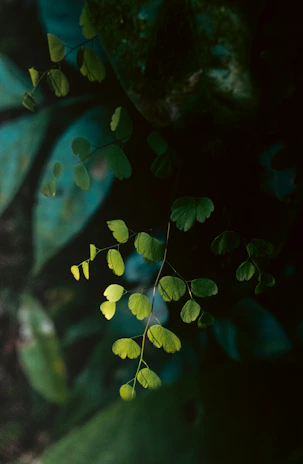 A calming illustration of a soft green tree with leaves shaped like hearts, symbolizing growth and emotional support.