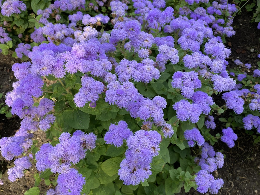 a bunch of purple flowers in a garden