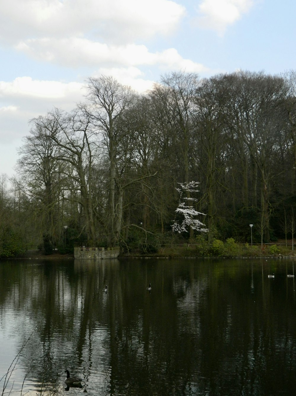 a body of water surrounded by lots of trees