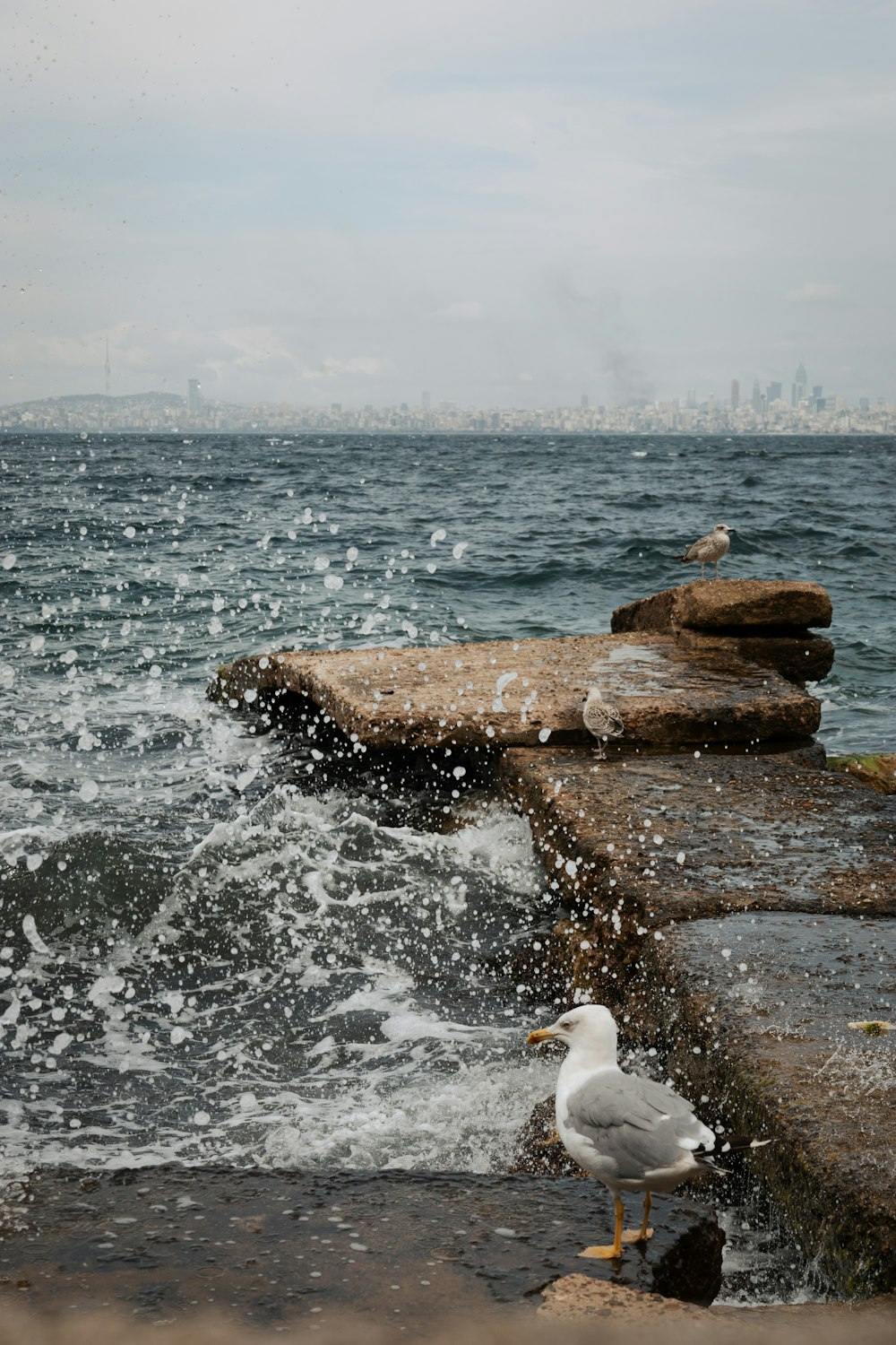 uma gaivota em pé à beira de um corpo de água