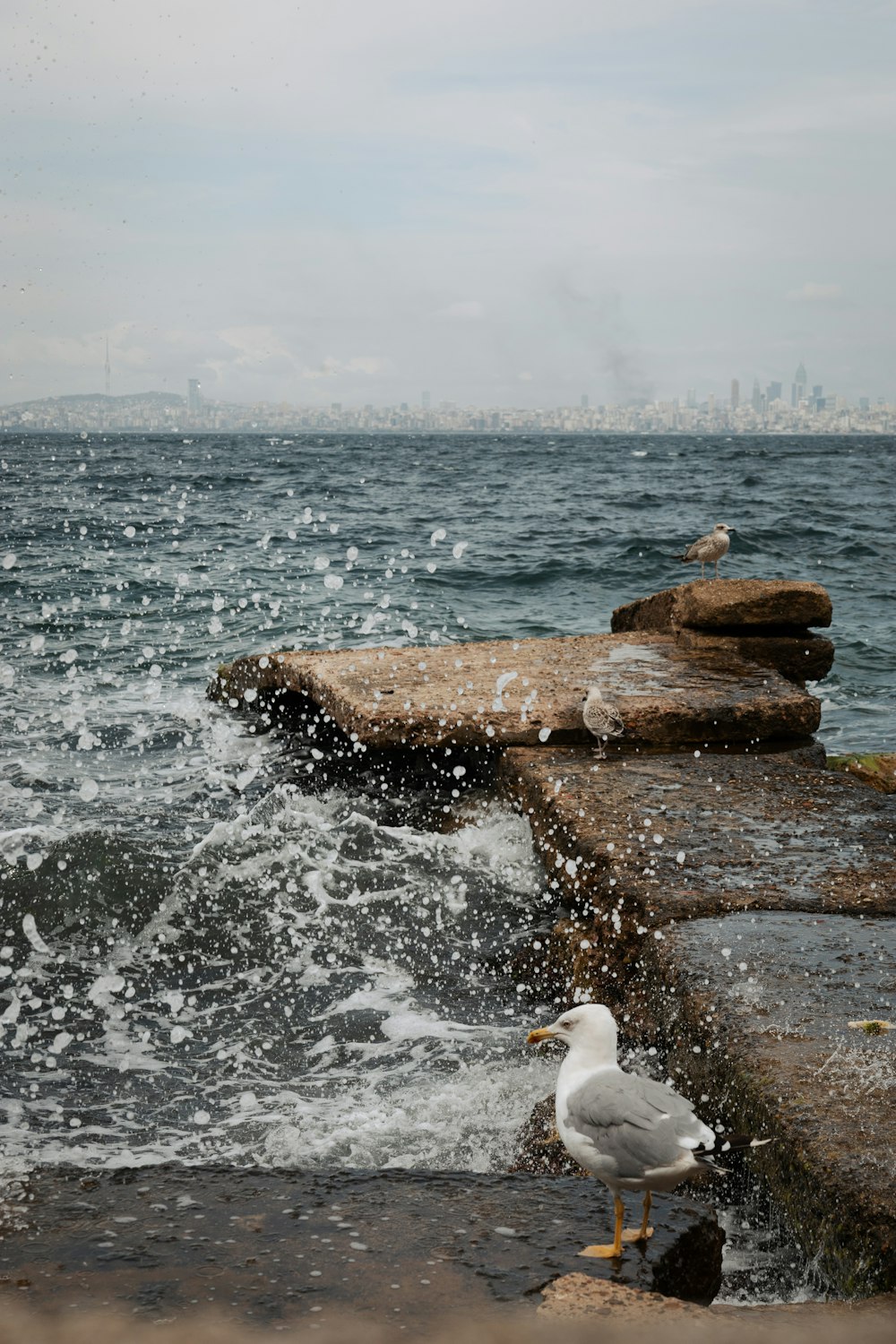 a seagull standing on the edge of a body of water