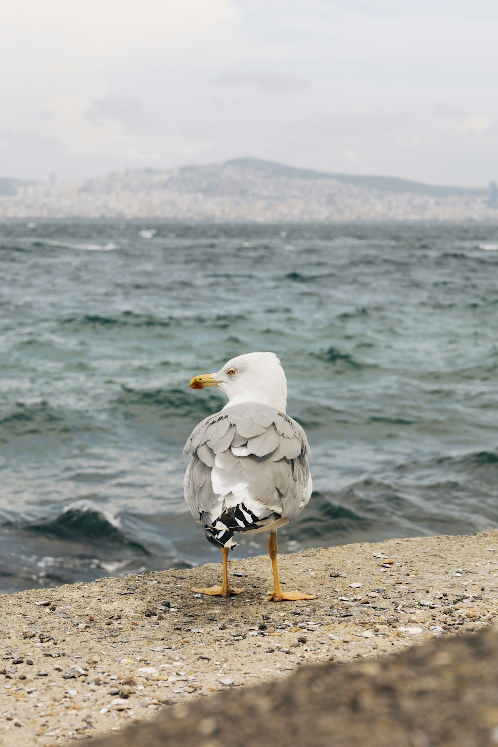 a seagull standing on the edge of a cliff near the ocean