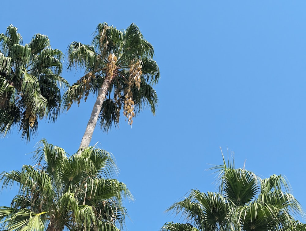 palm trees against a blue sky with no clouds