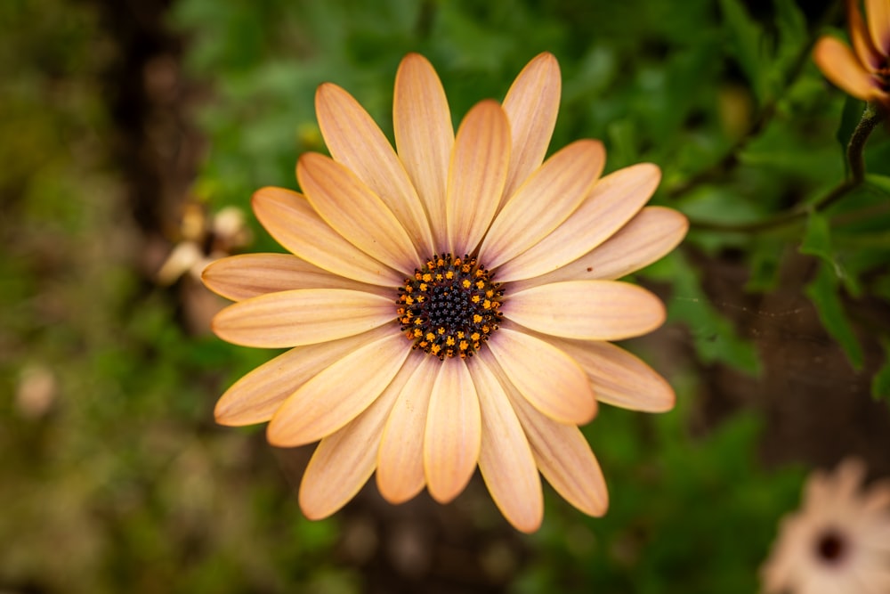 a close up of a flower with a blurry background