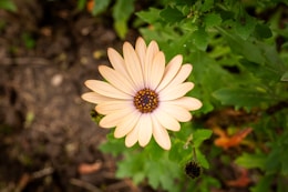 a white flower with a yellow center surrounded by green leaves