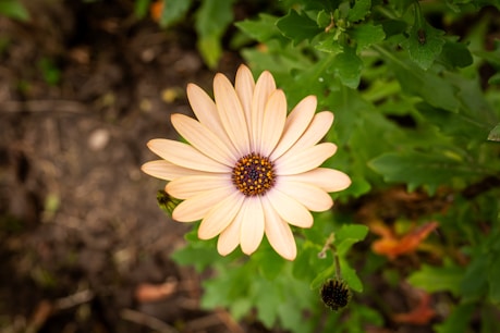 a white flower with a yellow center surrounded by green leaves