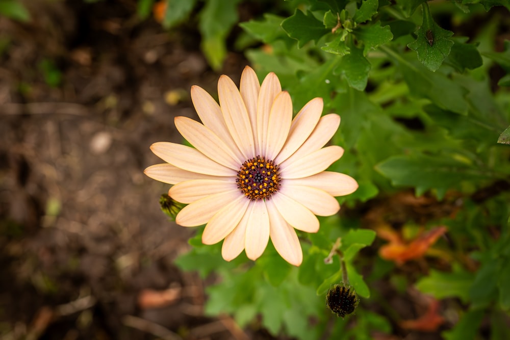 a white flower with a yellow center surrounded by green leaves