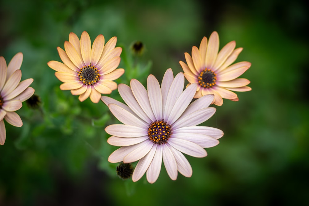 three pink and yellow flowers with green leaves in the background