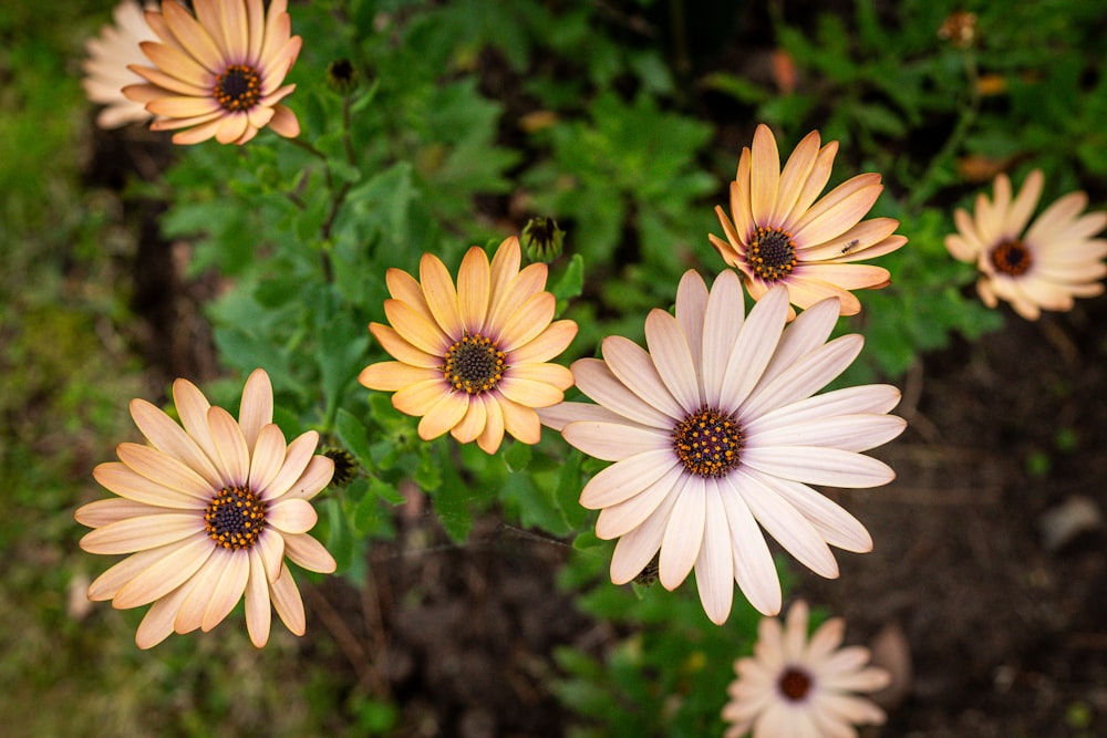 a group of yellow and pink flowers in a garden