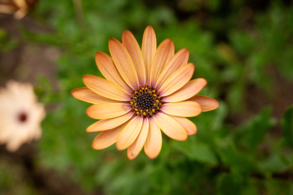 a close up of a flower with a blurry background