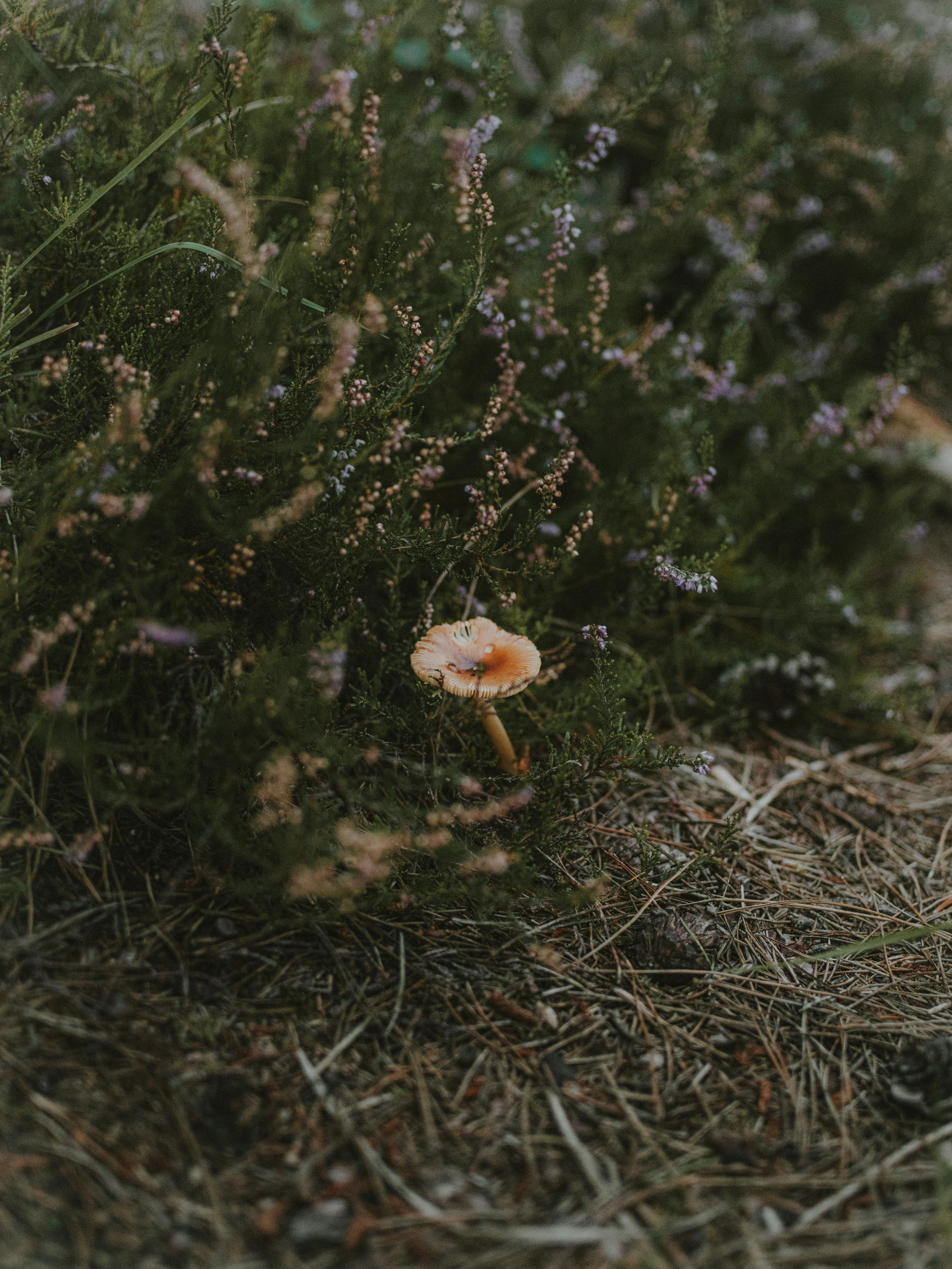 Photo by anniespratt