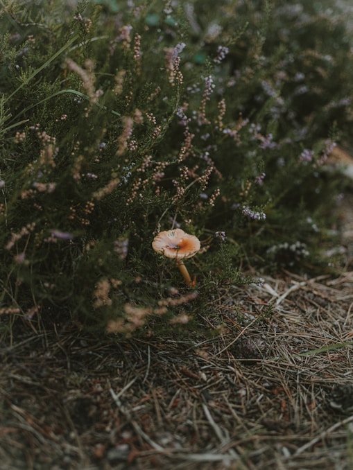 a close up of a flower on the ground