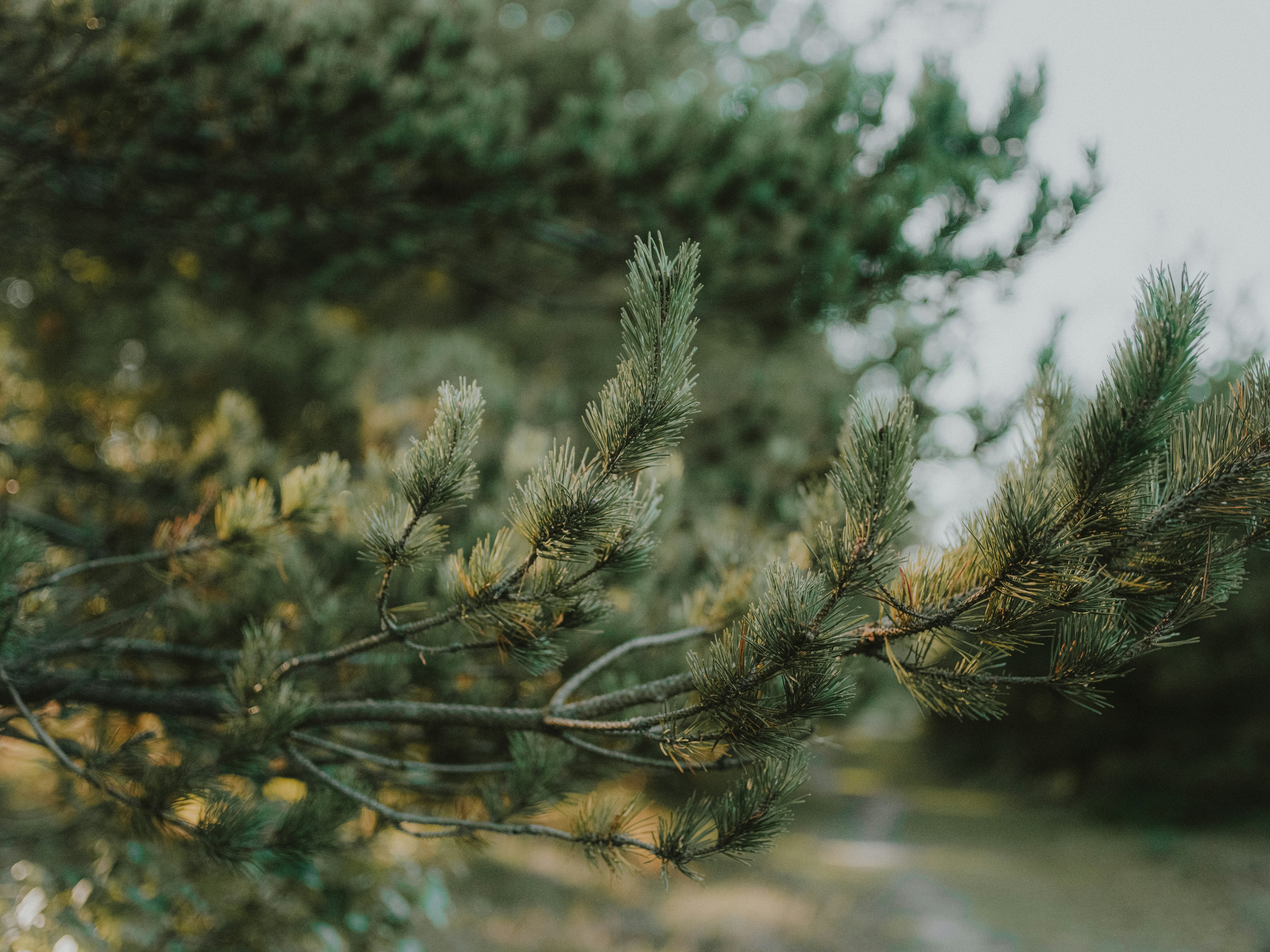 Photo by anniespratt