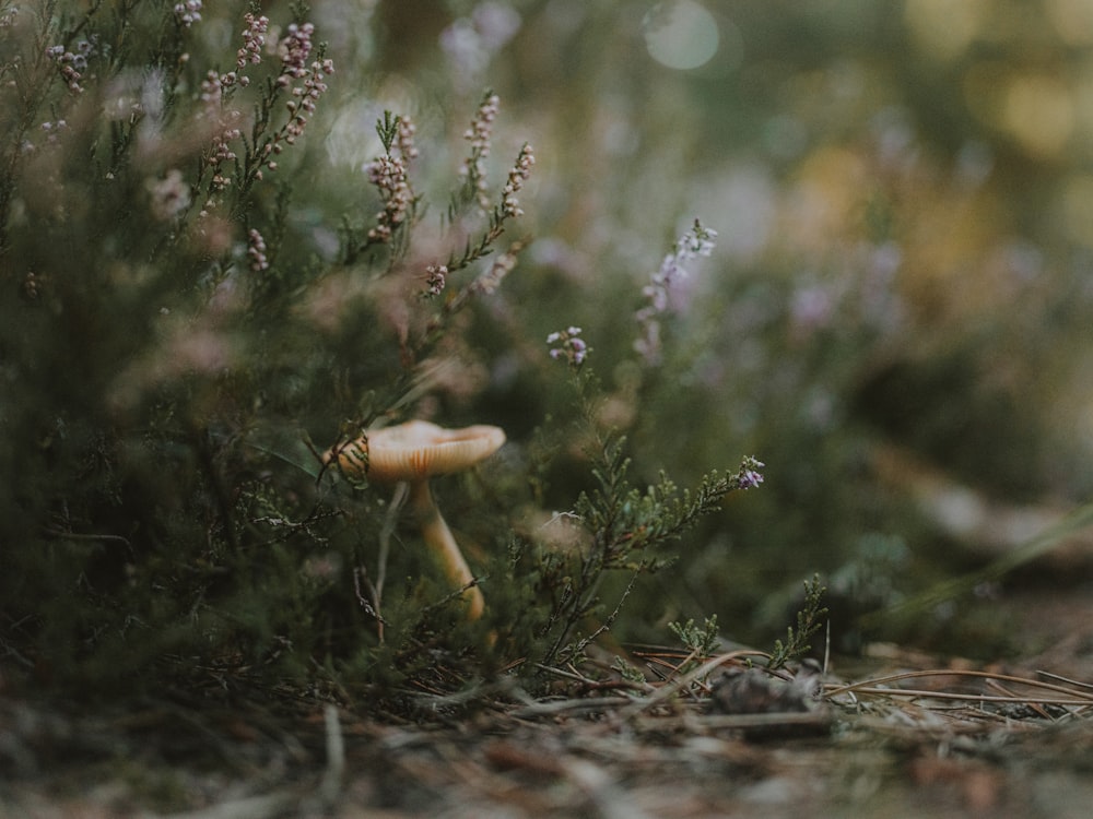 a close up of a mushroom on the ground