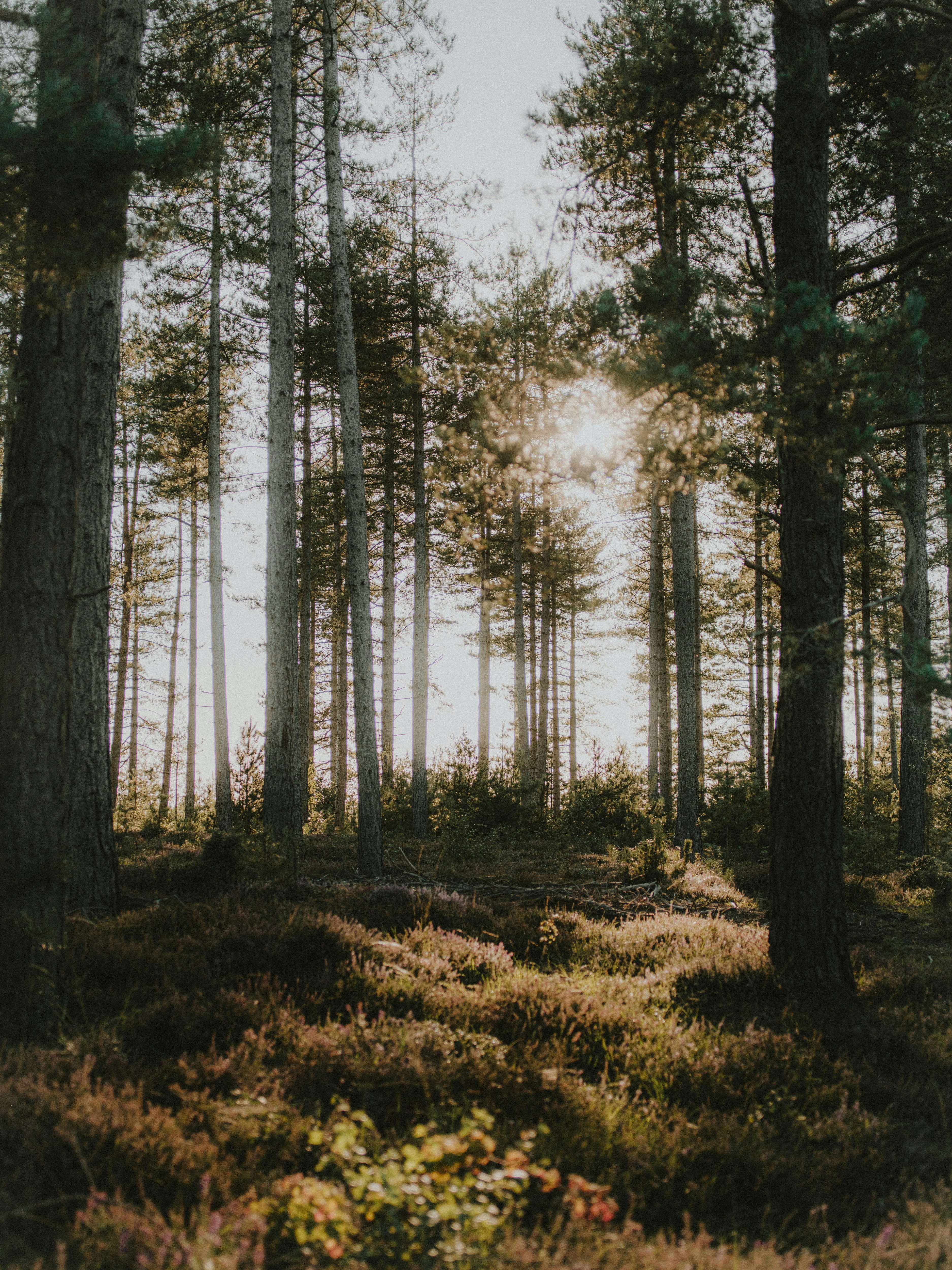 Photo by anniespratt