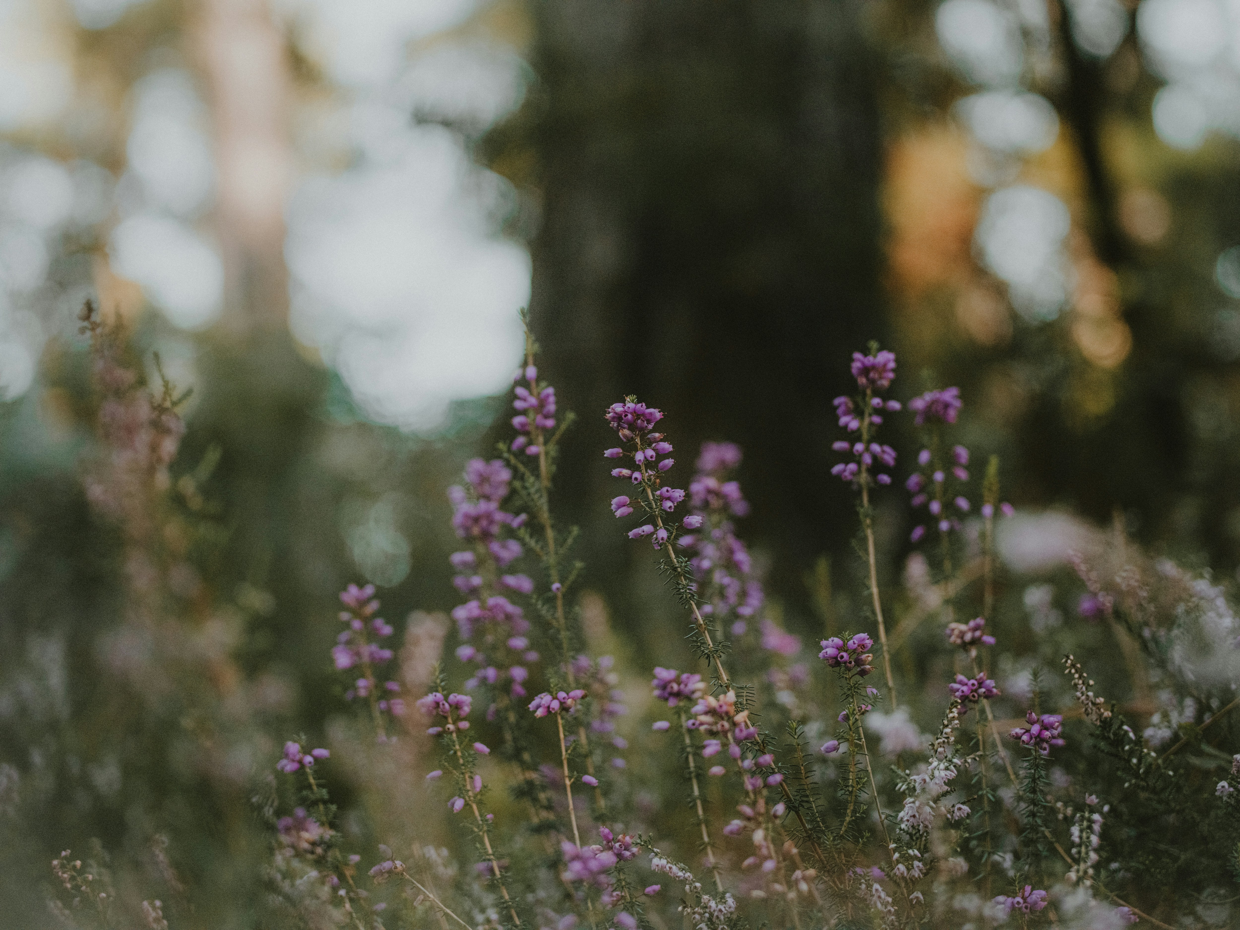 Photo by anniespratt