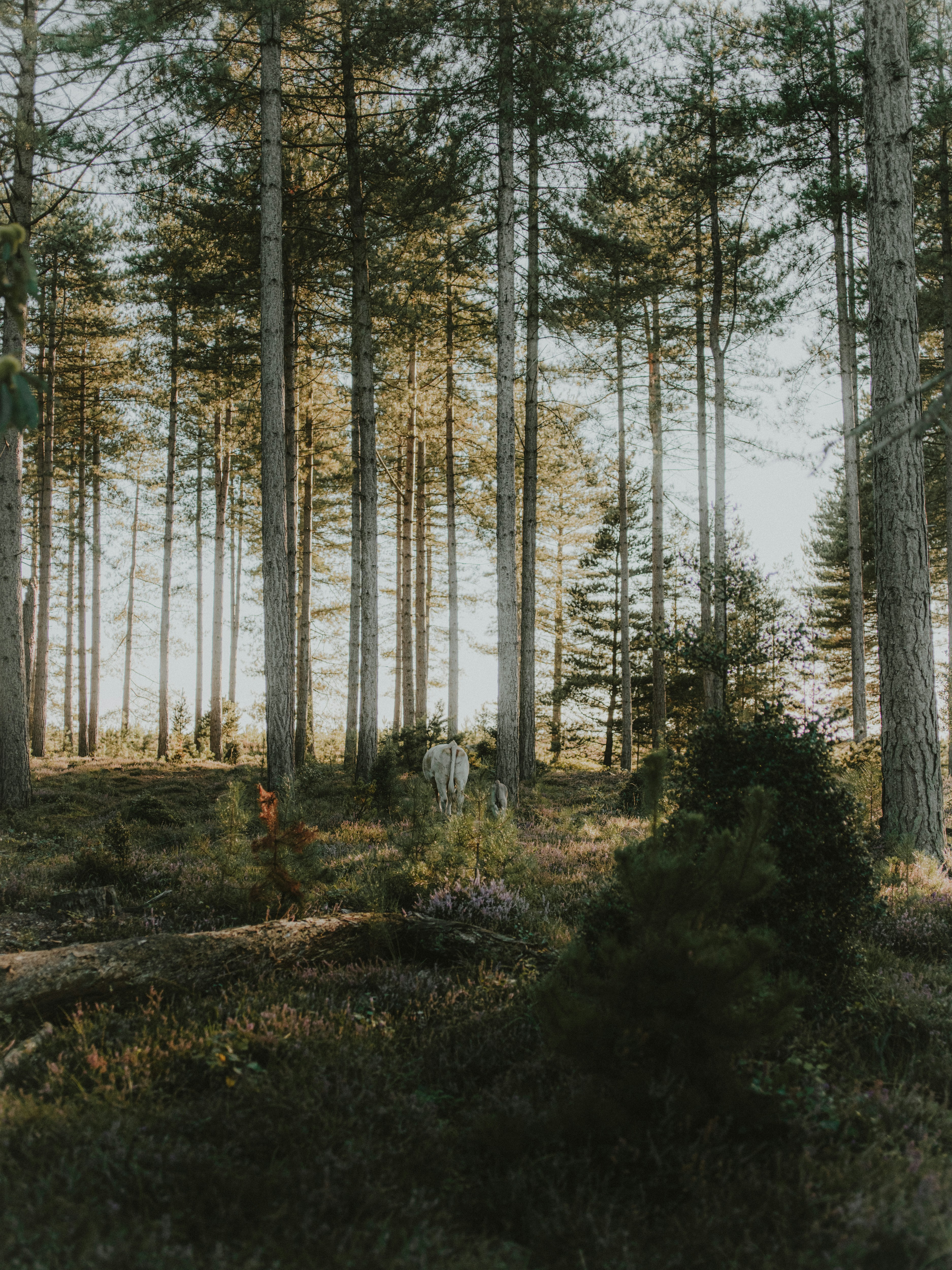 Photo by anniespratt