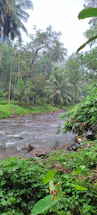 A serene tropical forest riverbank illustrating peaceful natural habitat.