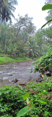 A serene tropical forest riverbank illustrating peaceful natural habitat.