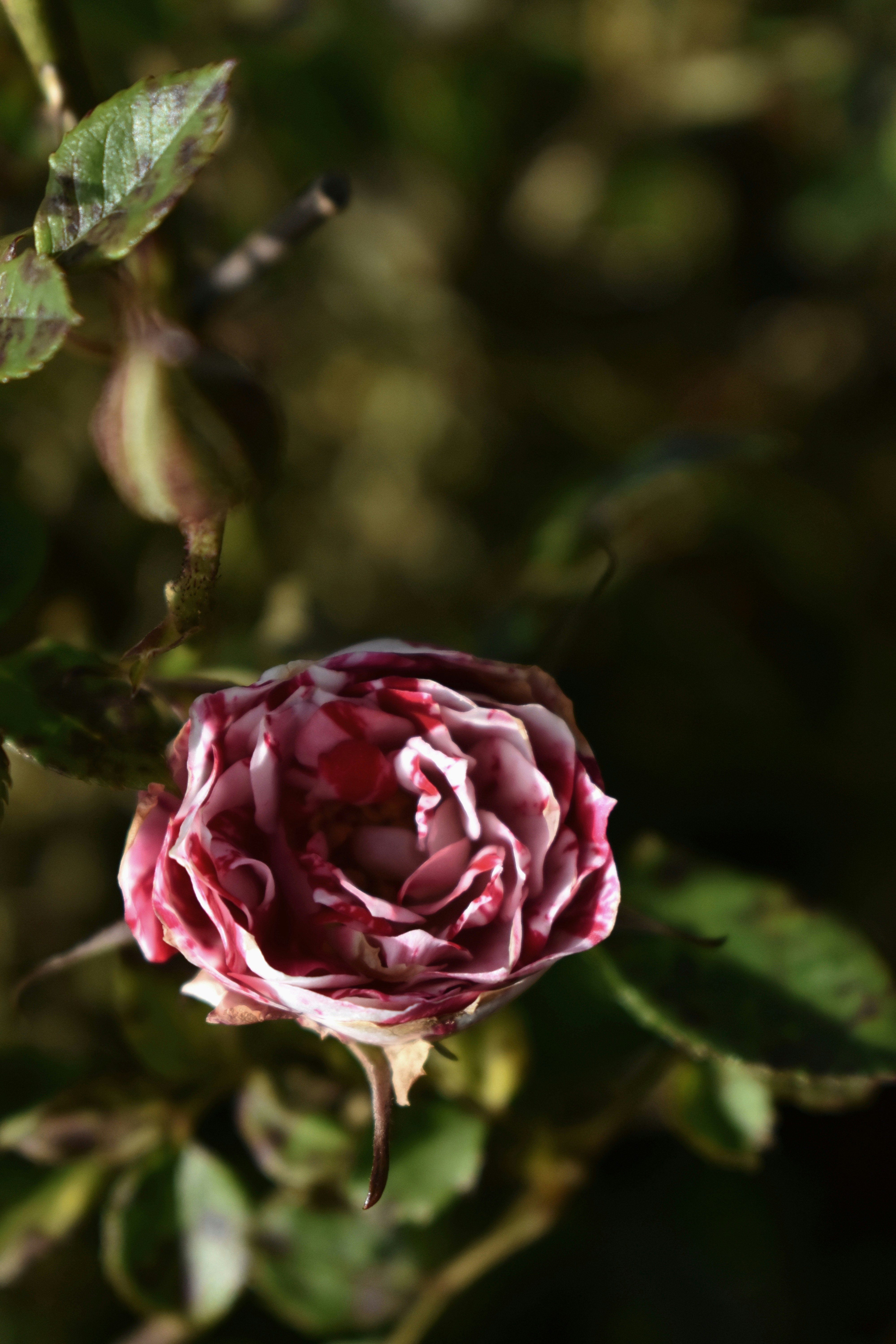 Photo by salazarprecy