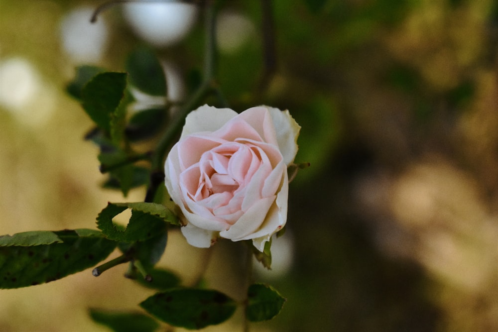 a pink rose is blooming on a tree branch