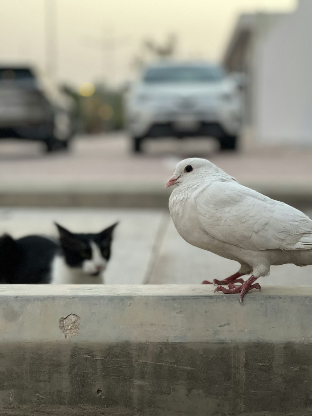 a white pigeon sitting on a ledge next to a black cat