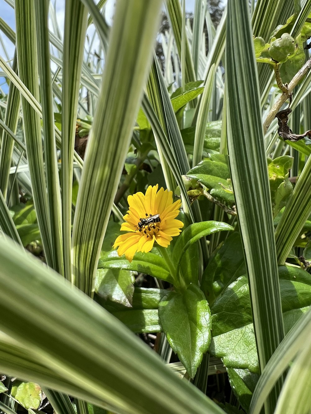 a yellow flower in the middle of a field