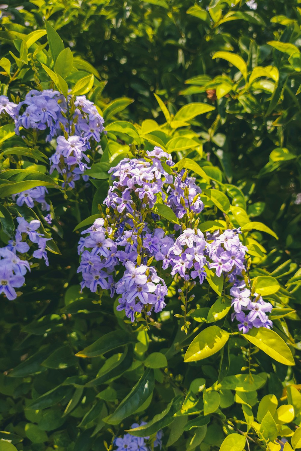 a bunch of purple flowers that are in a bush