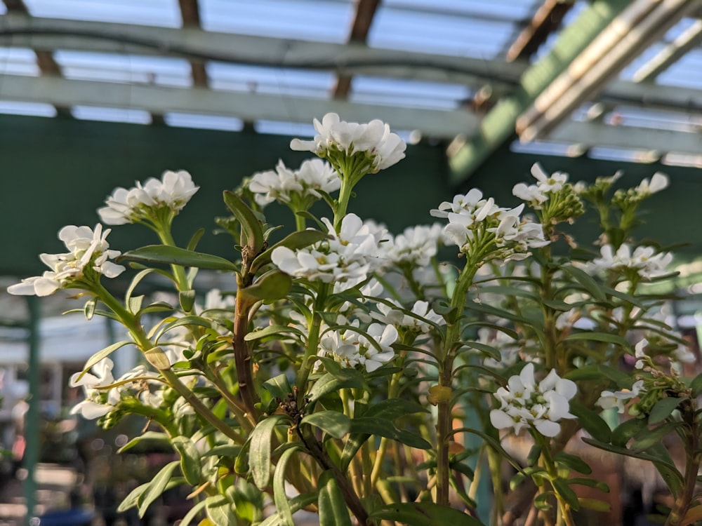 a close up of a plant with white flowers