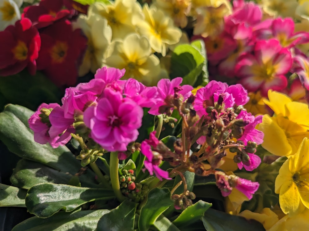 a close up of a bunch of flowers