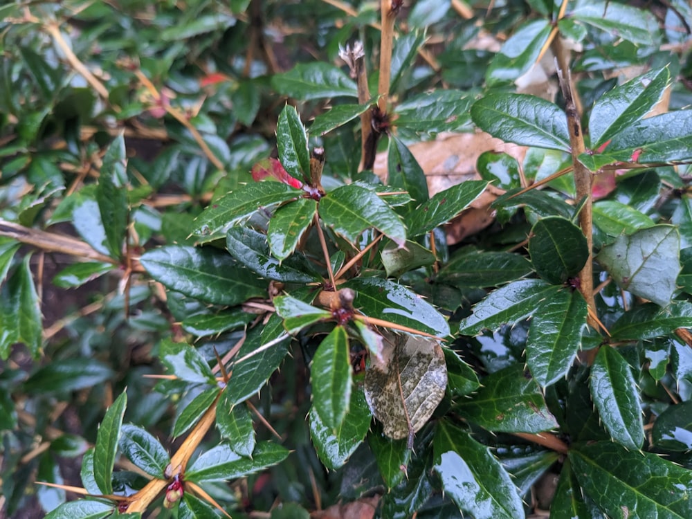 a close up of a bush with leaves on it