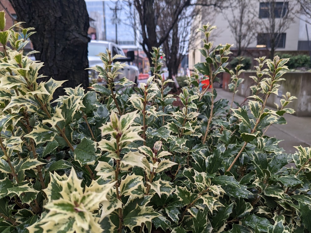 a close up of a bush with green leaves