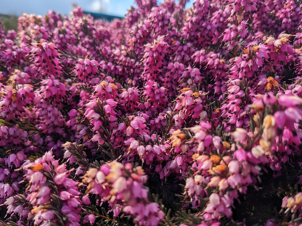 a bunch of purple flowers that are in a field