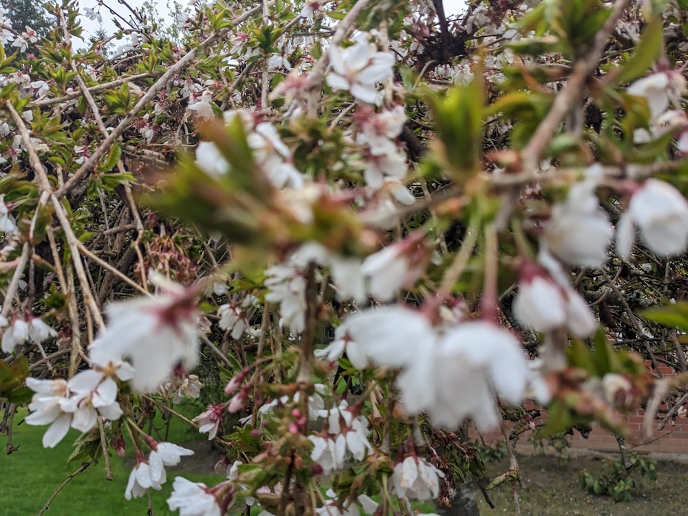 a tree with lots of white flowers on it