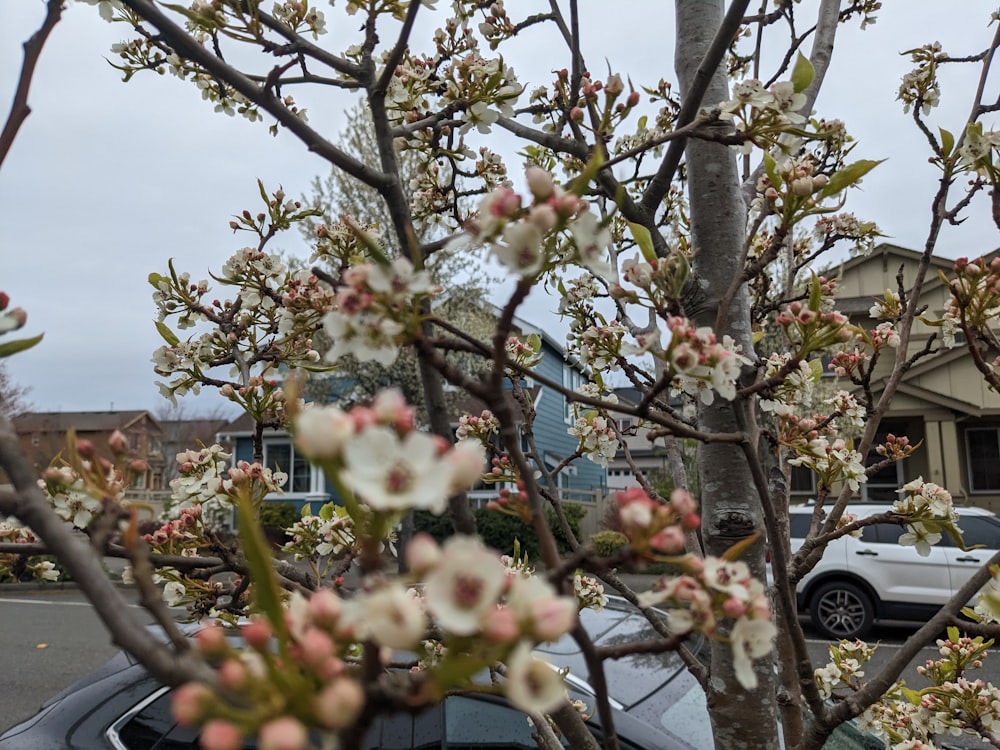 a car parked in front of a flowering tree