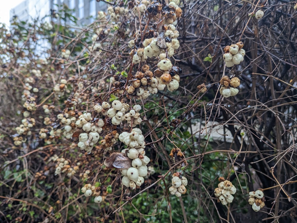 a bunch of white flowers hanging from a tree