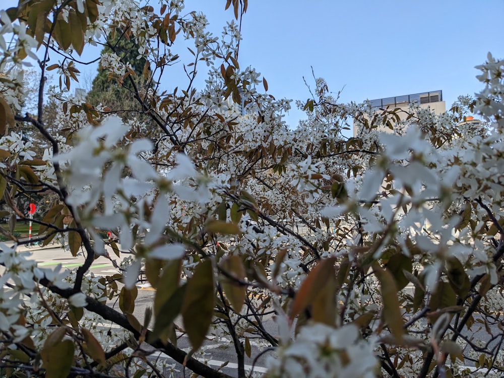 a tree filled with lots of white flowers