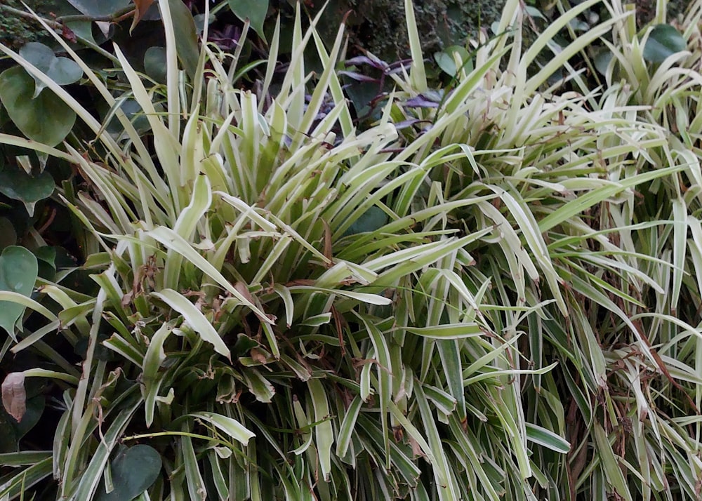 a close up of a plant with lots of green leaves